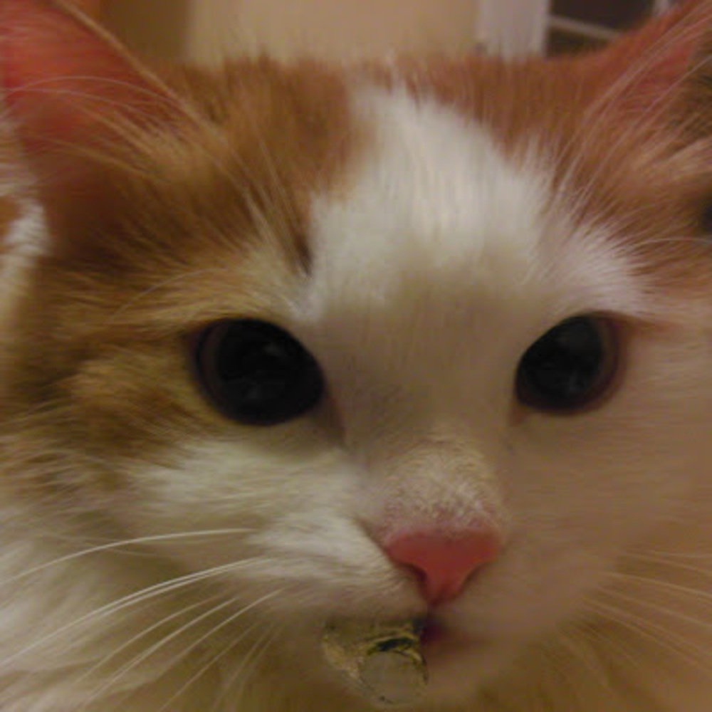 Meet your Posher, Daria